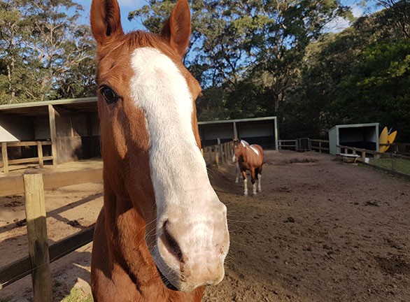 ride on horse with stable